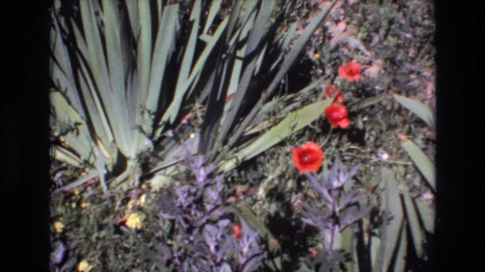 1972 Portugal 8mm frame with red poppies, purple flowers, and large agave-like leaves in a mixed garden planting.