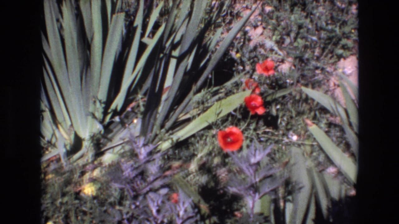 1972 Portugal 8mm frame showing red poppy-like blossoms growing among spiky agave leaves, low greenery, and patches of soil.