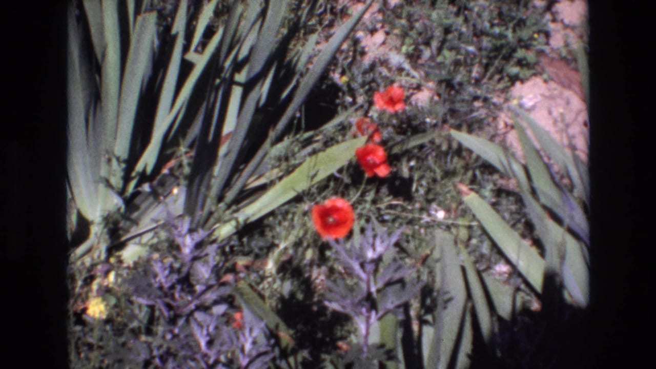Three red blossoms stand out against agave leaves and dense garden plants.