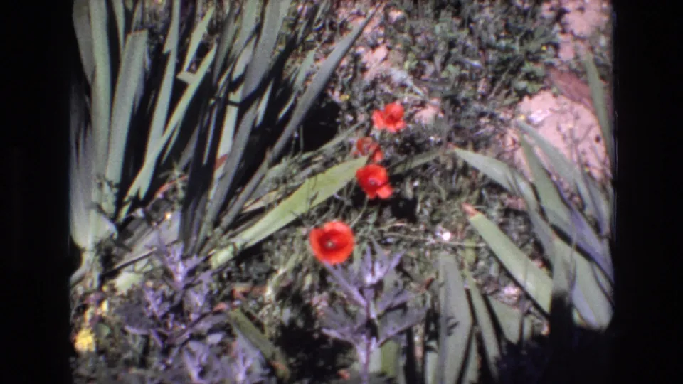 1972 Portugal 8mm frame showing red blossoms in a garden bed with spiky agave leaves, low plants, and visible analog film grain.