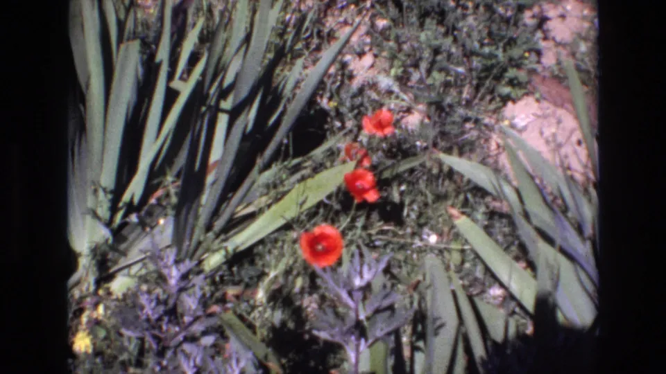 1972 Portugal 8mm frame capturing red poppy-like flowers, pointed agave leaves, and mixed garden foliage within the rounded edge of the film frame.