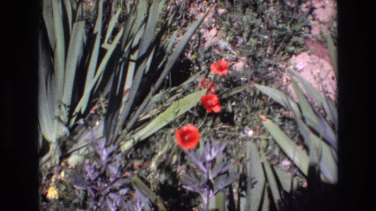 Close 1972 Portugal 8mm frame of red flowers growing among broad green leaves, spiky foliage, purple-toned plants, and garden soil.