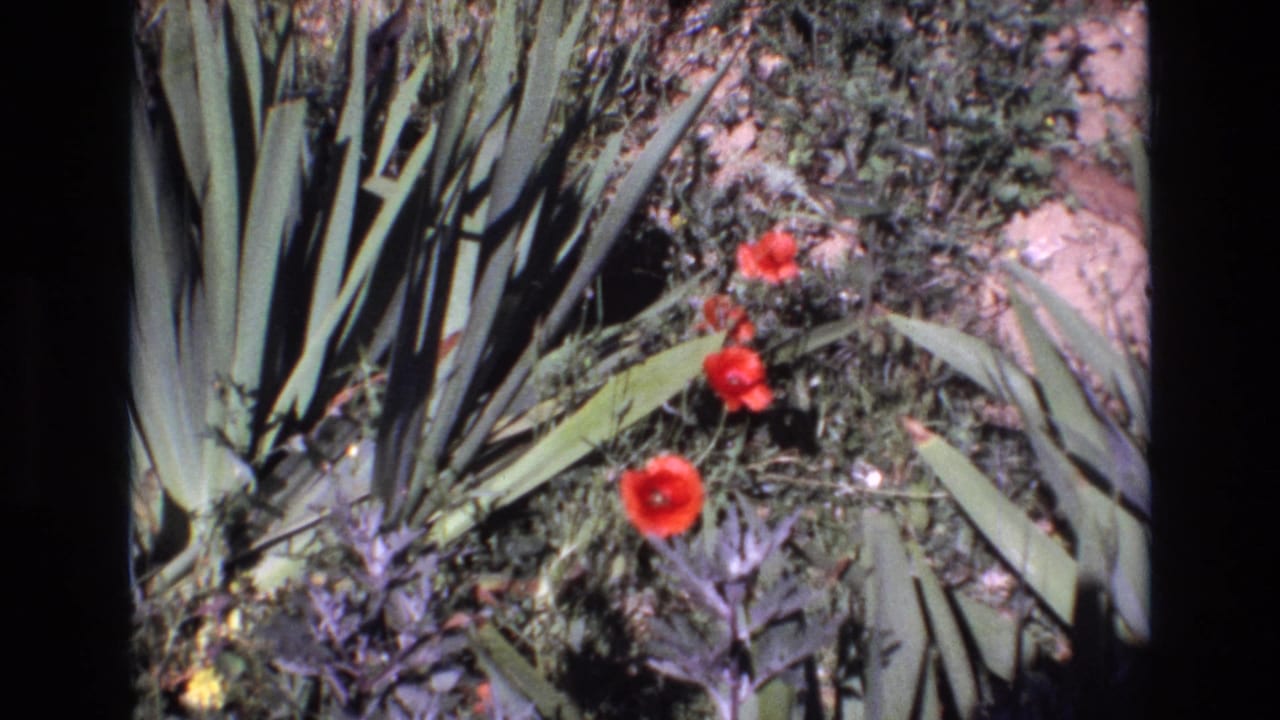 Red blossoms stand out against green succulent leaves and dark groundcover.