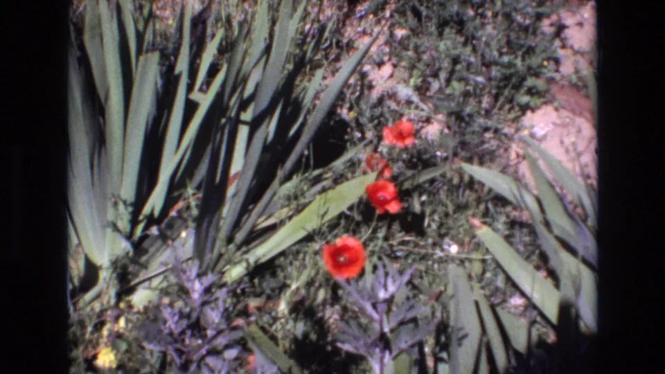 A 1972 Portugal home-movie frame shows red blossoms amid spiky green succulent leaves, darker groundcover, and patches of exposed soil.