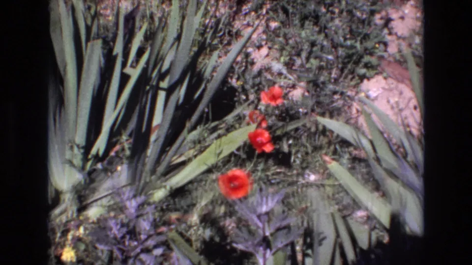 The close garden view shows red flowers beside tall green leaves, purple-toned foliage, small yellow flowers, and textured soil in 1972 Portugal footage.