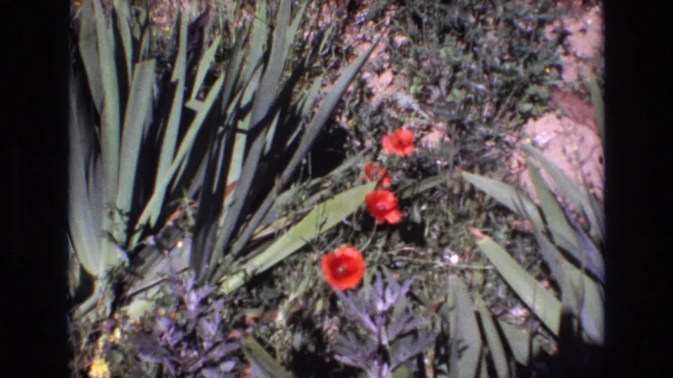 Final 1972 Portugal 8mm frame with red flowers framed by spiky green plants, broad leaves, dark groundcover, and sunlit soil.