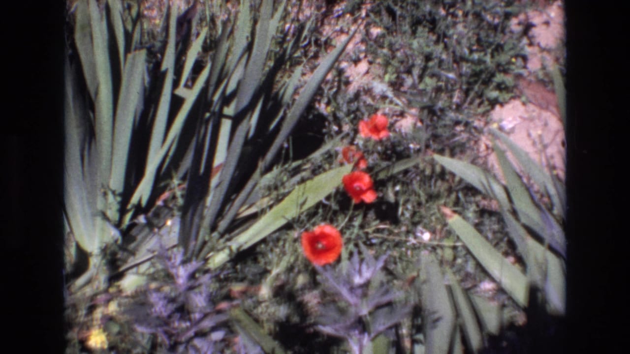 1972 Portugal 8mm frame showing red poppies among long succulent leaves, low plants, gravel, and sunlit dry earth.