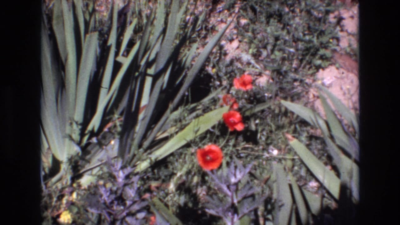 Close view of red poppies and dense green foliage in bright sun.