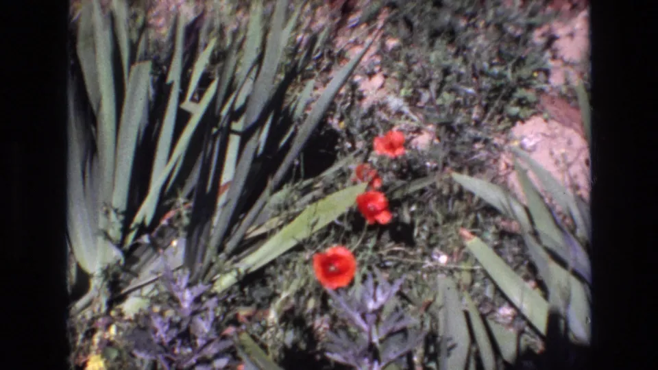 1972 Portugal home-movie frame with red poppies standing out against succulent leaves, low foliage, gravel, and dry sunlit ground.