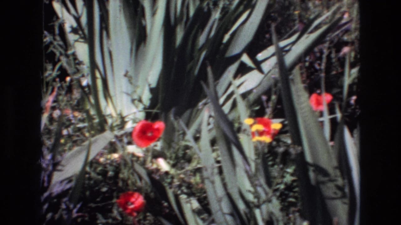 Red and yellow flowers among tall green garden leaves.