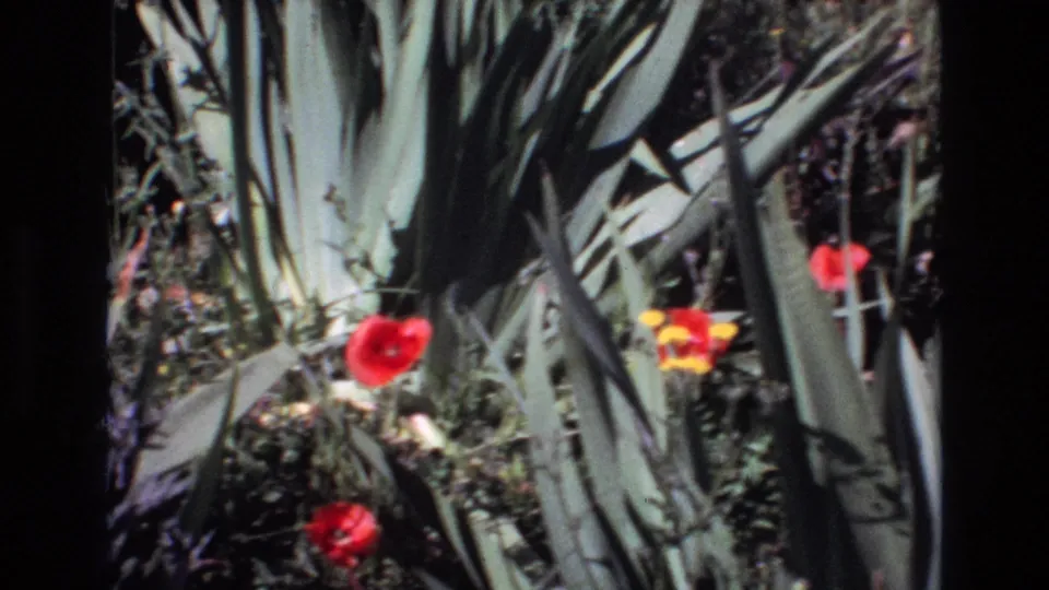 1972 Portugal home-movie frame showing bright red and yellow flowers growing among tall succulent-like leaves and dense garden foliage.