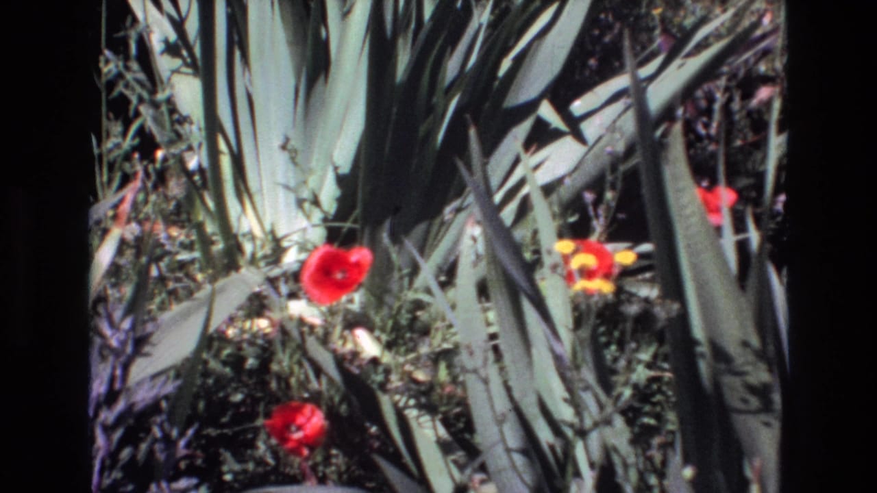 1972 Portugal 8mm frame of red flowers and yellow blooms set against spiky green leaves and shaded ornamental planting.
