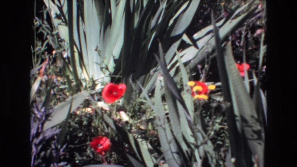 1972 Portugal 8mm frame of red flowers and yellow blooms set against spiky green leaves and shaded ornamental planting.