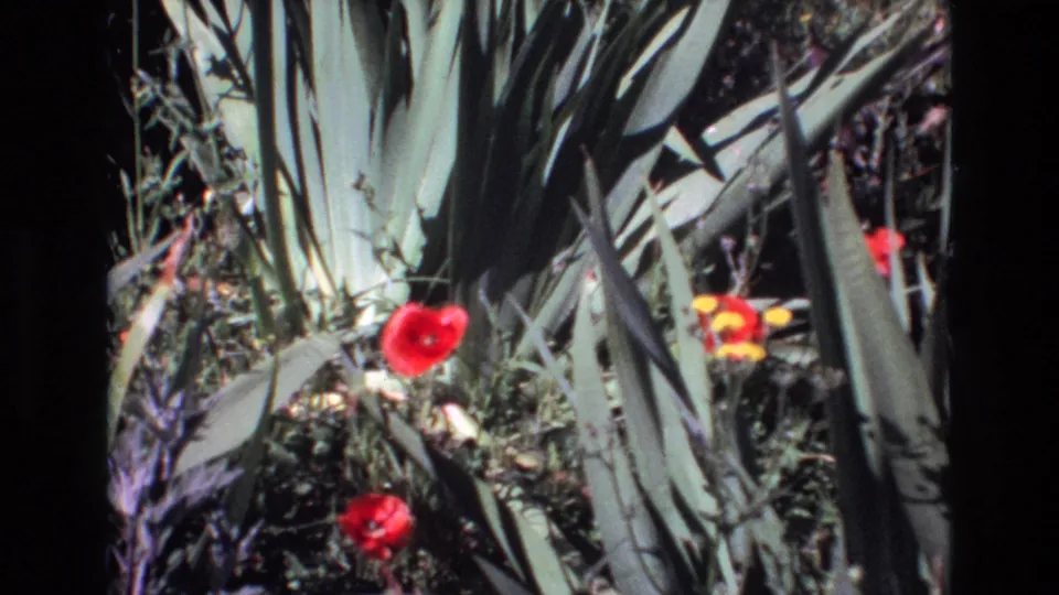 Home-movie garden view from Portugal in 1972, with red blossoms, yellow flowers, and tall green leaves filling the frame.
