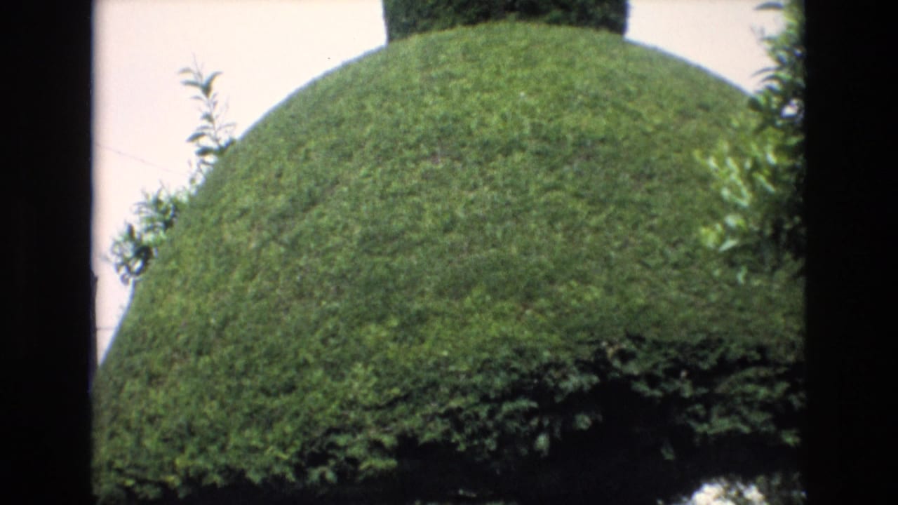Rounded topiary fills the frame with clipped foliage and dark film borders.