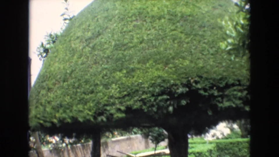 1972 Spain home-movie view revealing more of the mushroom-like topiary, its trunk, clipped lower hedges, a pale walkway, and garden walling.
