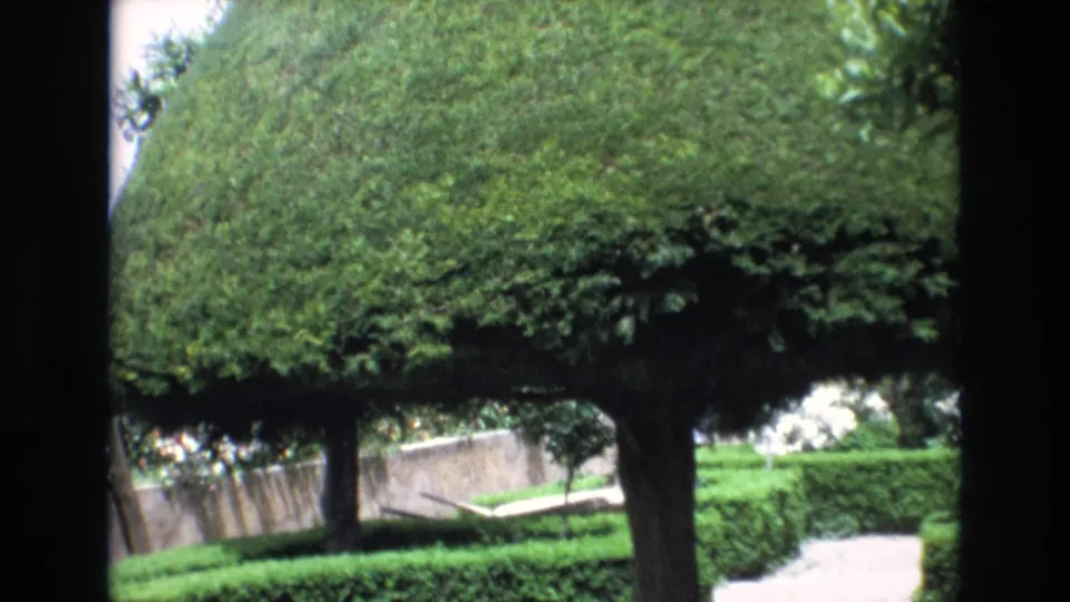1972 Spain 8mm frame with a rounded tree canopy, clipped green hedges, a pale walkway, and shaded foreground edges.