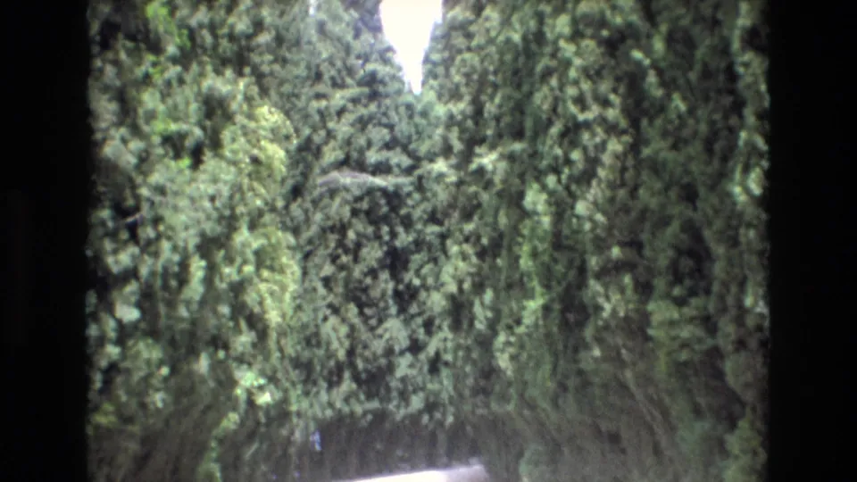 1972 Spain 8mm travel frame showing a road curving through tall pine trees and dense green foliage from a moving viewpoint.