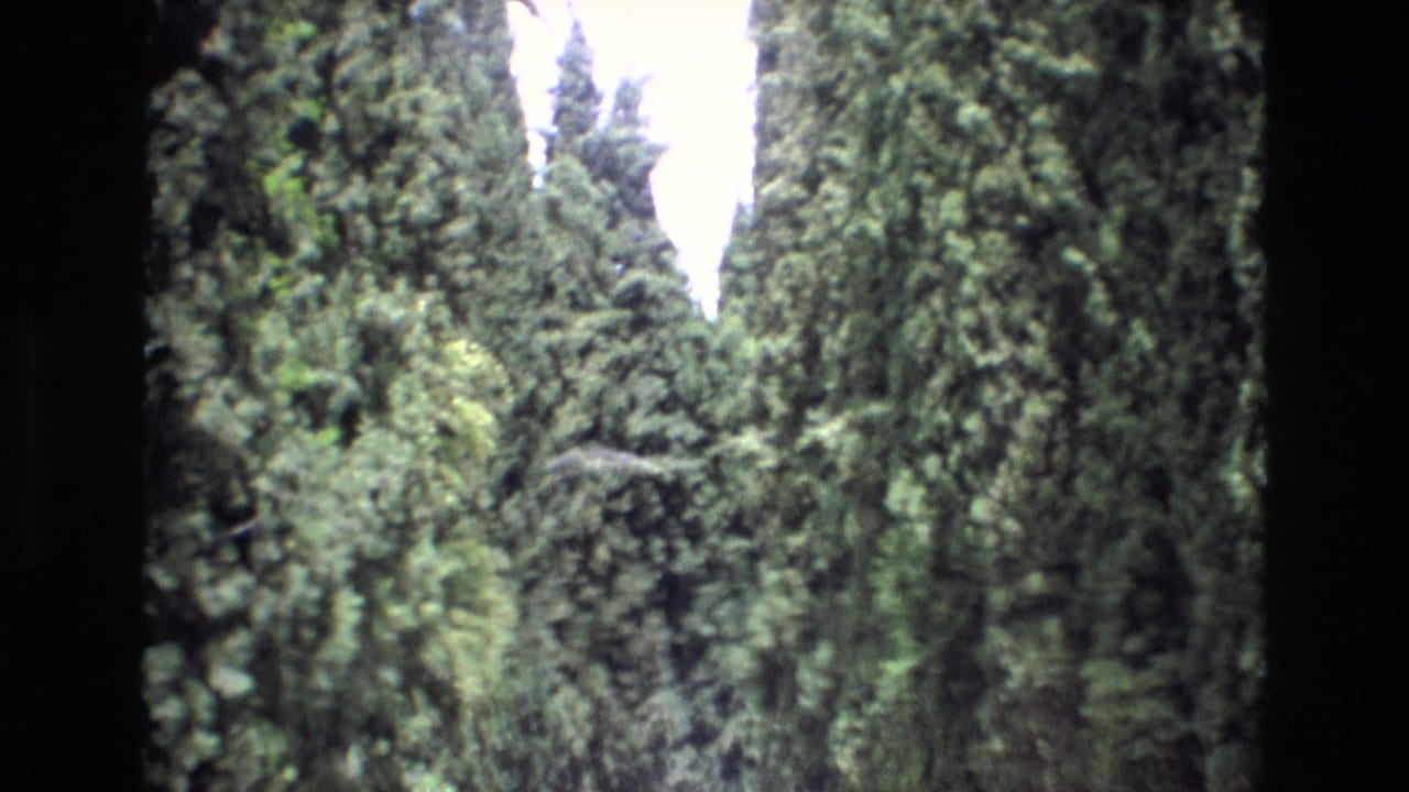 1972 Spain 8mm frame with tall roadside pines and layered green foliage forming a shaded corridor around the road.
