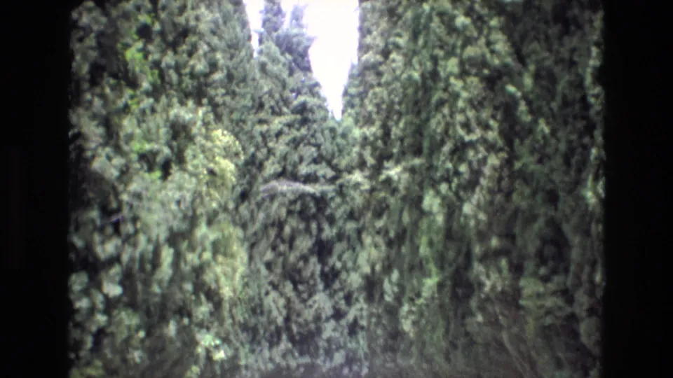 1972 Spain 8mm home-movie frame showing a curving road enclosed by high pine trees and dense vegetation.
