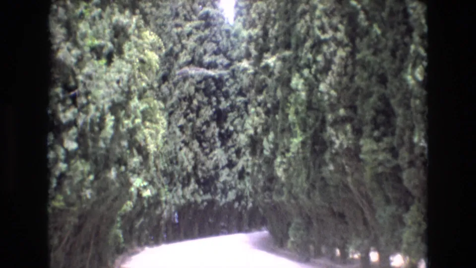 1972 Spain 8mm frame from a moving vehicle showing a pale road bending beneath tall pine trees and shaded foliage.