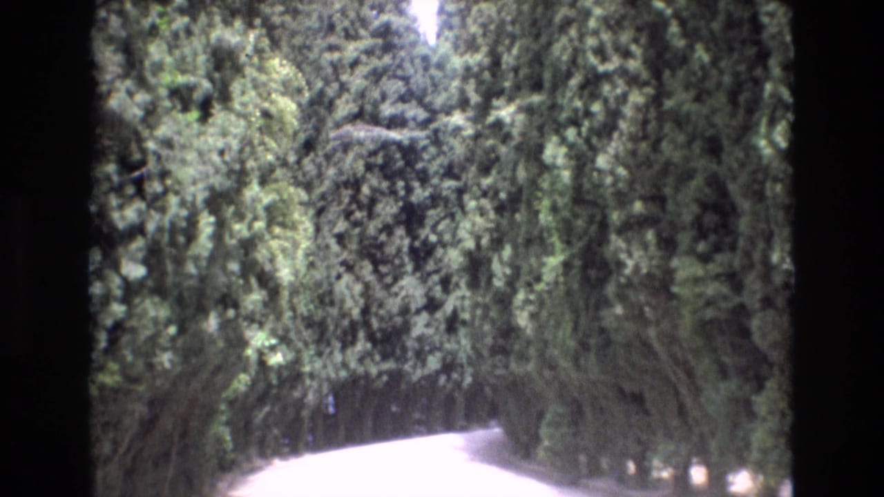 A 1972 Spain home-movie frame shows a sunlit road bordered by tall trees, filmed from a moving or handheld perspective with soft 8mm texture.