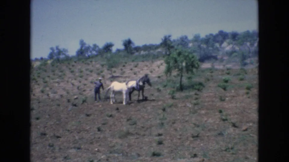 1972 Spain 8mm frame showing a man beside two horses in a dry cultivated field, with small trees, scrub, and a low hillside behind them.