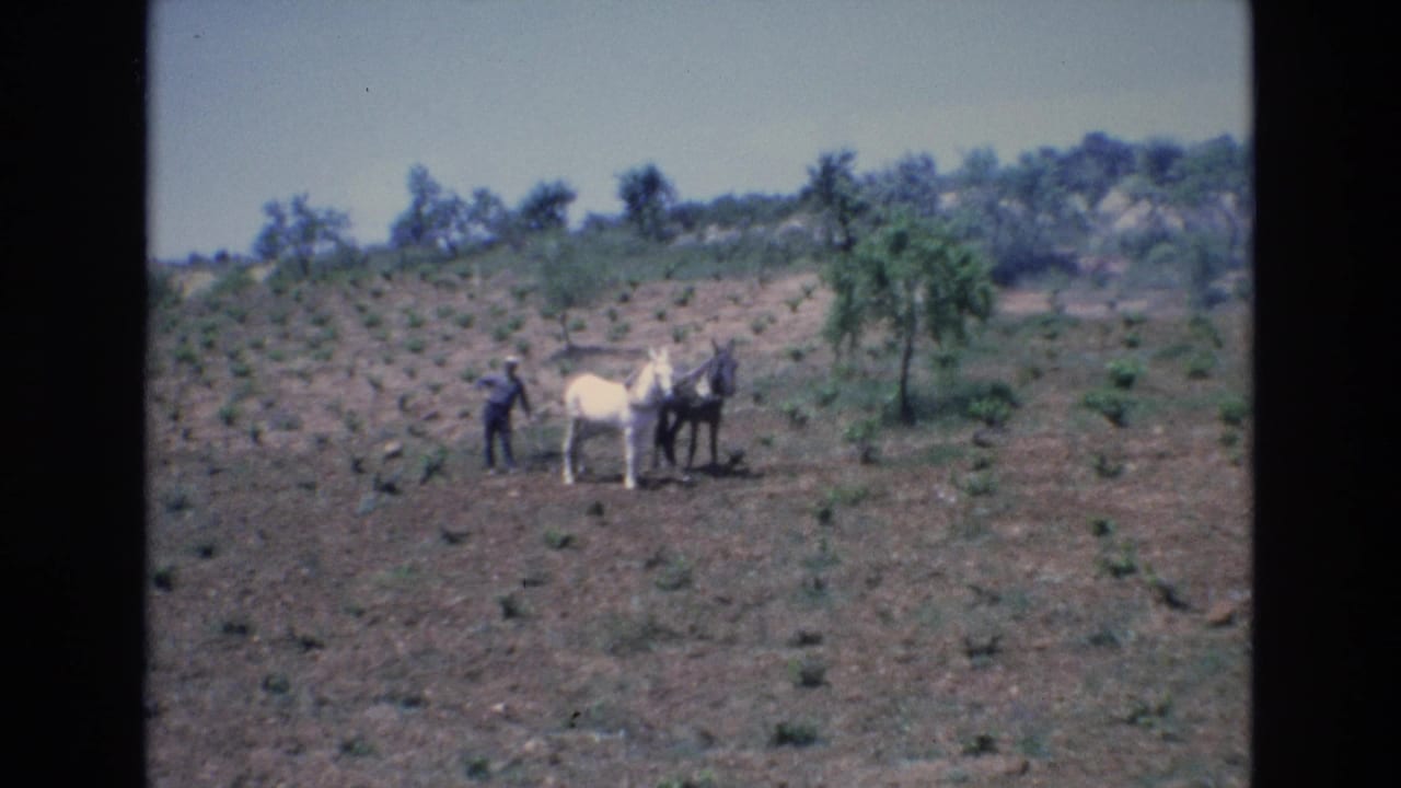 1972 Spain home-movie frame showing a man in dark clothing standing with a white horse and a darker horse or mule in a cultivated hillside field.