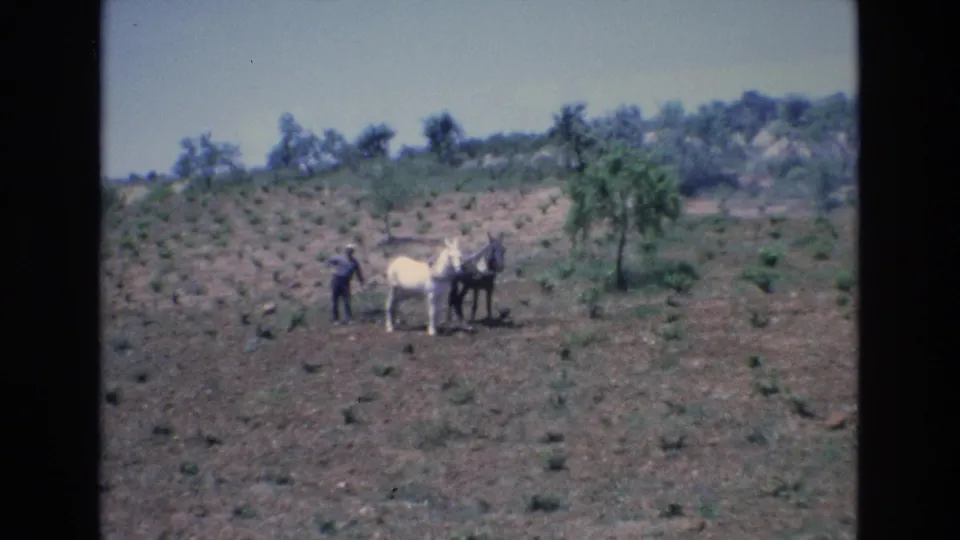 1972 Spain home-movie frame showing a man in dark clothing standing with a white horse and a darker horse or mule in a cultivated hillside field.