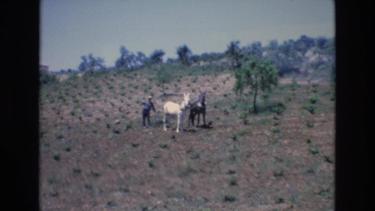 Man and two horses stand among rows of young plants on a dry hillside.