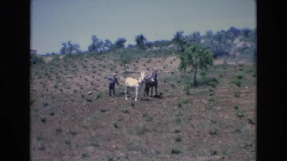 1972 Spain frame of a man holding or standing near two horses in a dry planted field with scattered trees and hillside brush behind them.