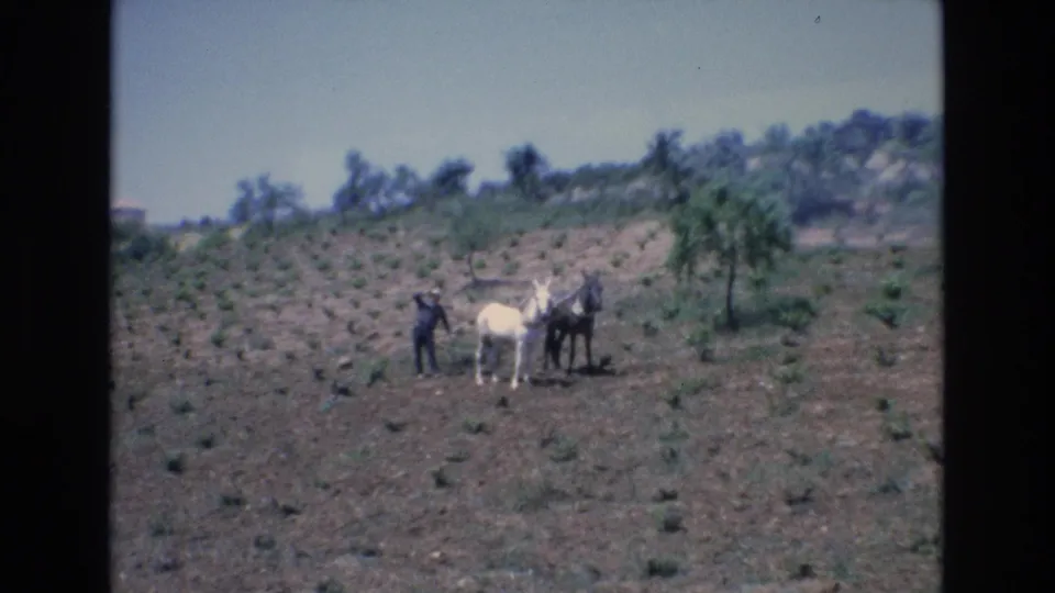 Soft 8mm frame from Spain in 1972 showing a man beside a white horse and darker horse or mule in a dry hillside field planted in rows.