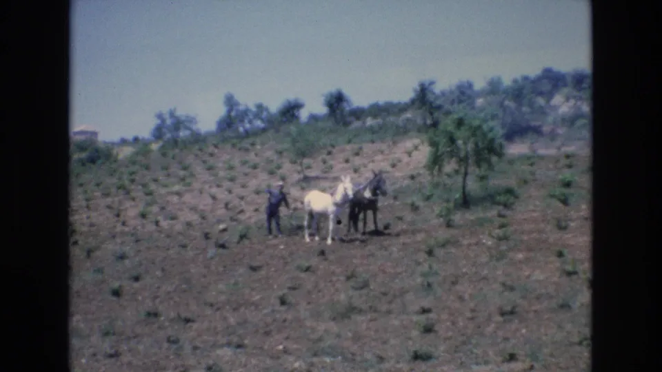 1972 Spain home-movie still of a man in a cultivated hillside field standing next to a white horse and a darker horse or mule under a clear sky.