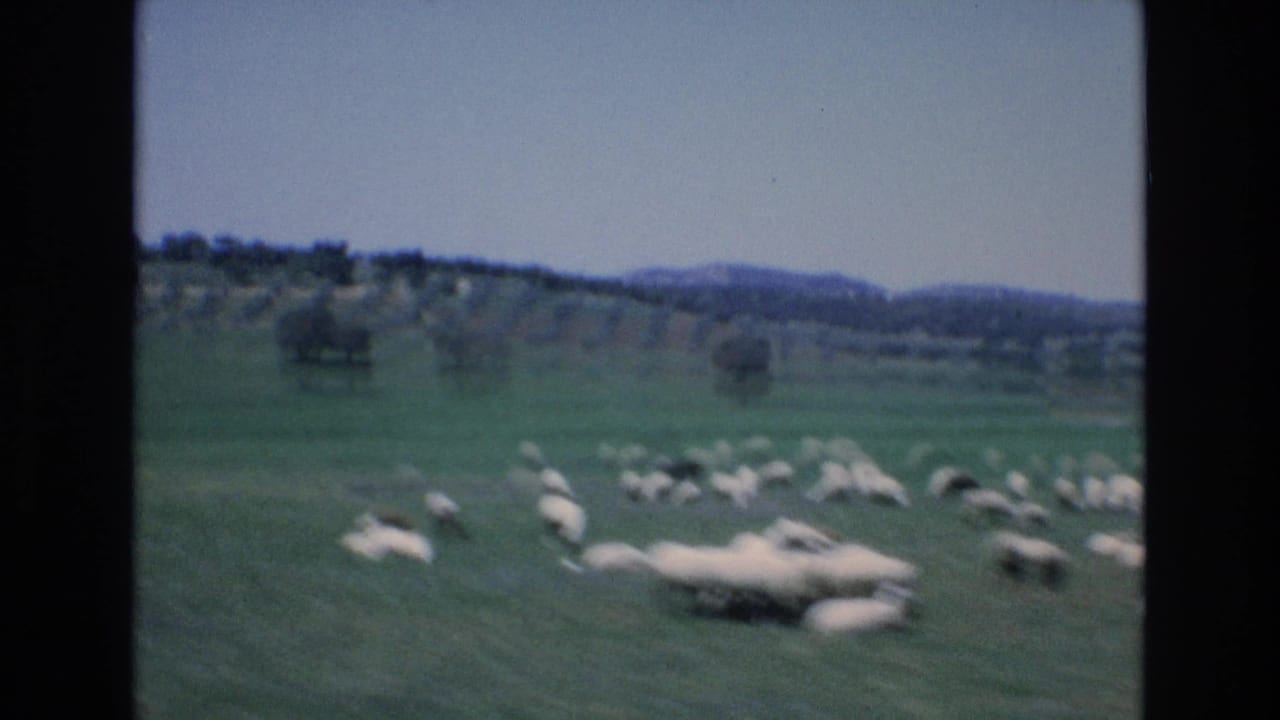 Flock of sheep grazing in a green pasture with trees and hills beyond.