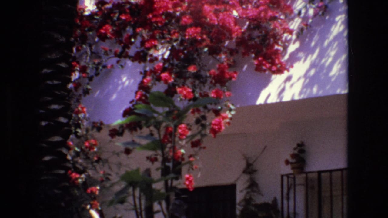 1972 Spain 8mm frame showing red bougainvillea cascading across a sunlit white stucco wall with a dark palm trunk at the edge.