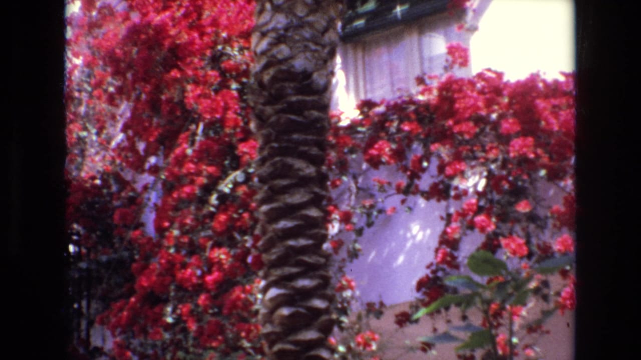 Bougainvillea vines and a palm trunk in front of a stucco building.