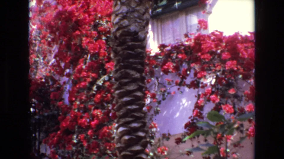 1972 Spain 8mm frame with dense red bougainvillea, a textured palm trunk, white stucco, and part of a curtained window.