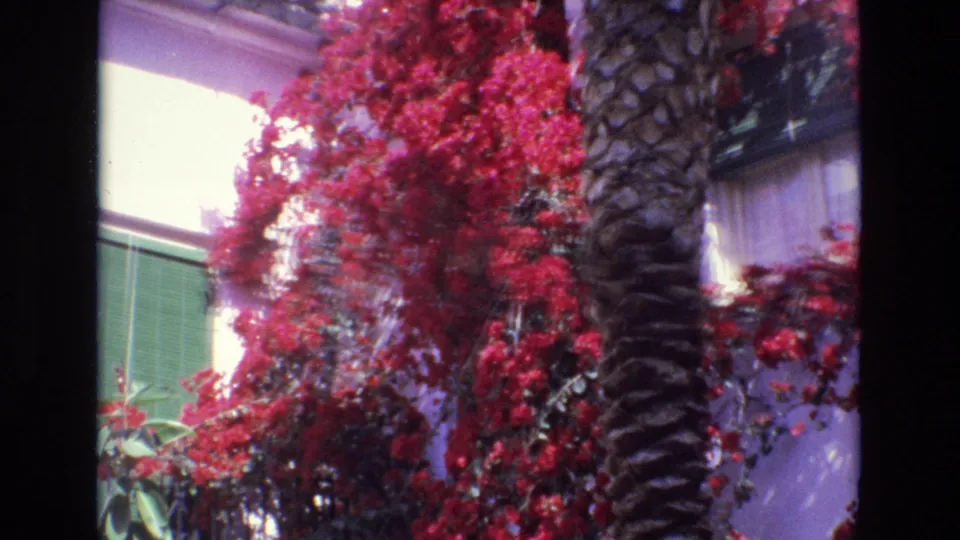 1972 Spain 8mm frame revealing a green shuttered window behind red bougainvillea, a palm trunk, and a black metal railing.