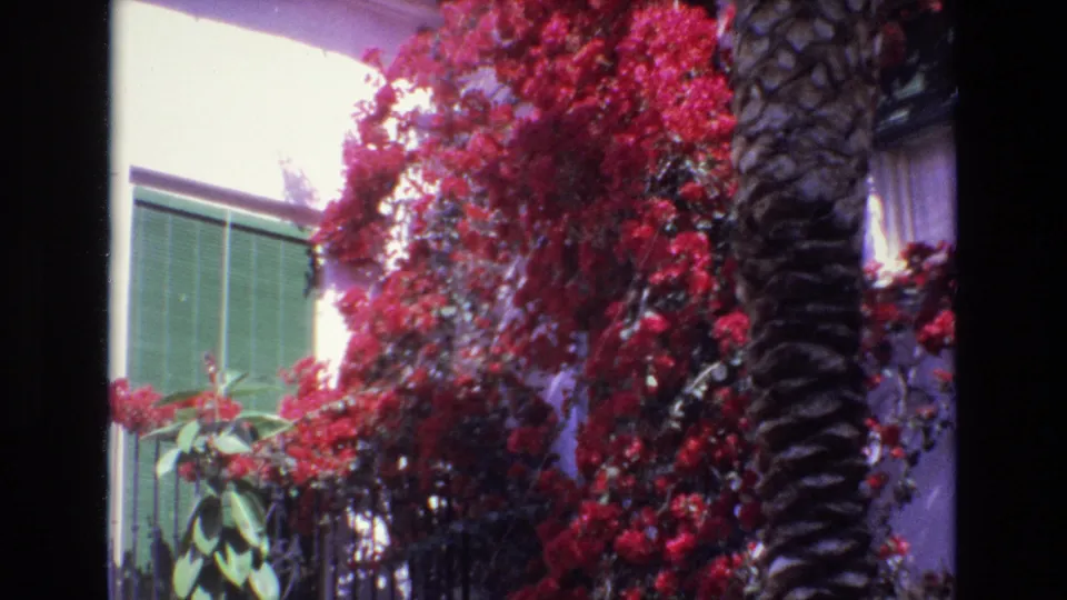 1972 Spain 8mm frame with red bougainvillea filling the wall around a palm trunk, with a green shutter and black railing visible.