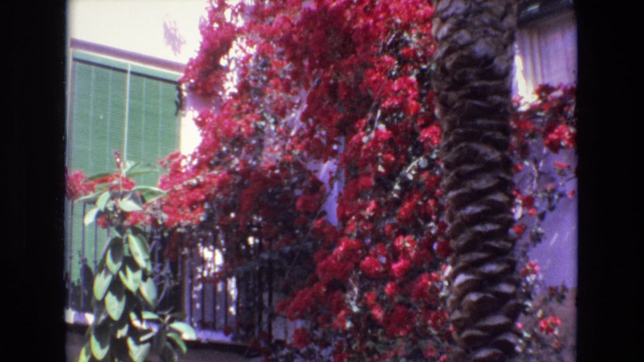 1972 Spain 8mm frame showing red bougainvillea around a palm trunk, with green shutters and black metal railings in bright garden light.