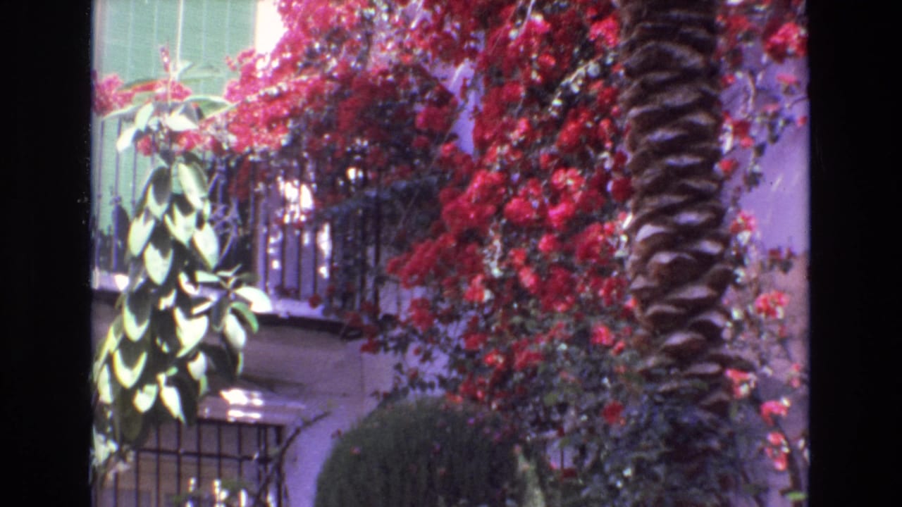 Palm trunk, red flowers, green shutters, railing, and clipped shrub in sunlight.