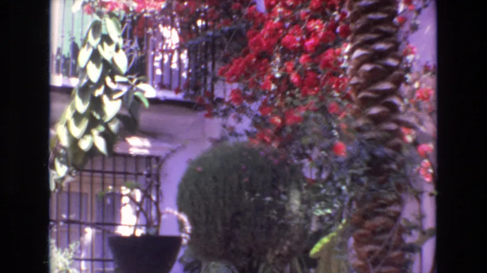 1972 Spain 8mm frame showing variegated leaves near a black railing, with red bougainvillea, a palm trunk, and a clipped shrub in the garden.