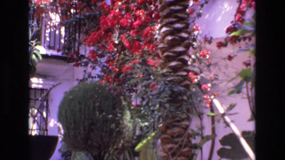 1972 Spain 8mm frame with a palm trunk crossing red bougainvillea, black metal railings, a rounded shrub, and pale exterior wall surfaces.