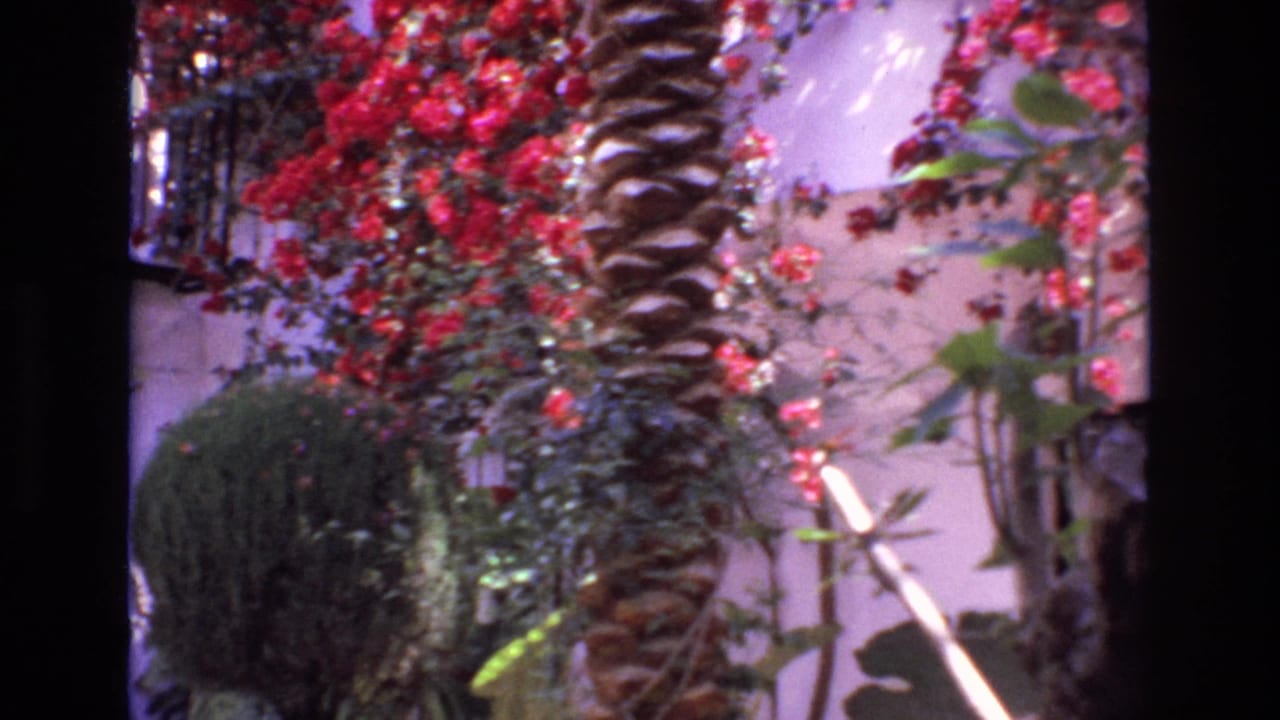 1972 Spain home-movie frame showing palm trunks, red bougainvillea, leafy plants, and a white stucco courtyard wall in bright daylight.
