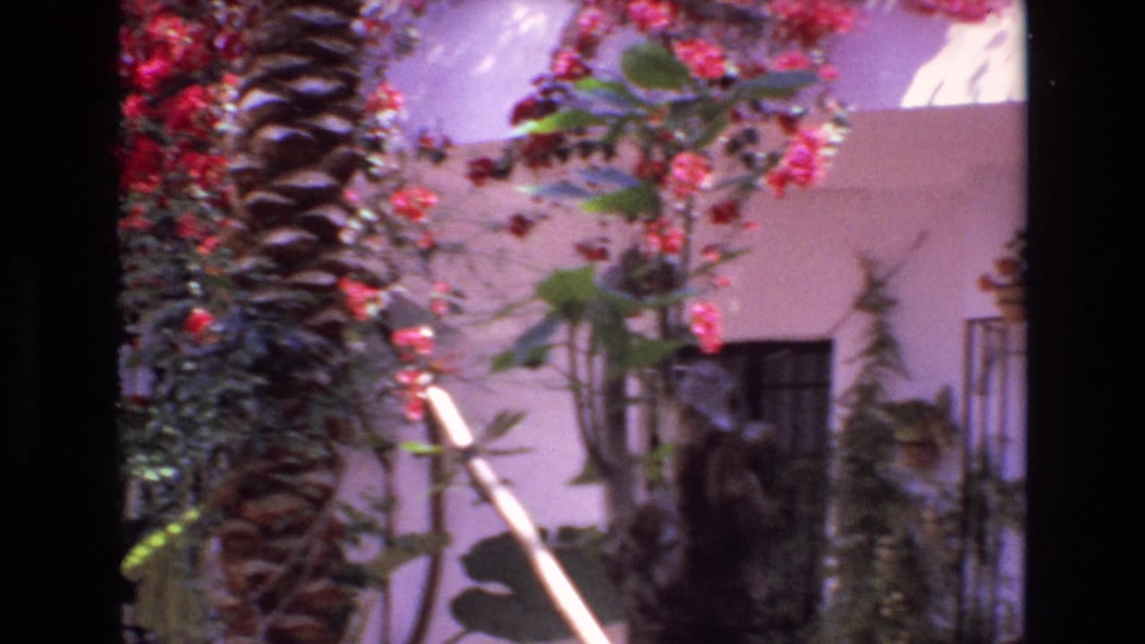 White courtyard wall with palm trunks, flowering vines, plants, and a barred window.