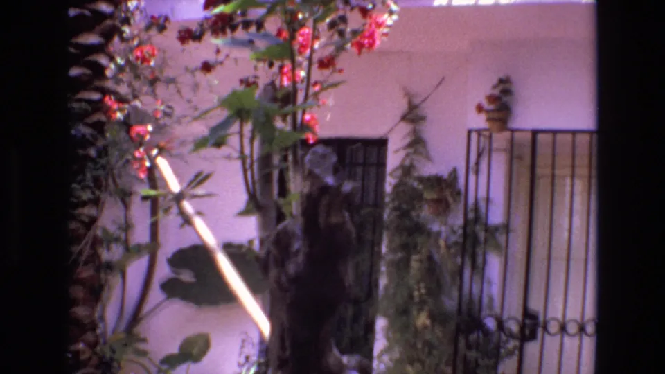 1972 Spain home-movie frame showing a white courtyard wall, metal gate, barred window, palm trunk, red flowers, and soft foreground greenery.