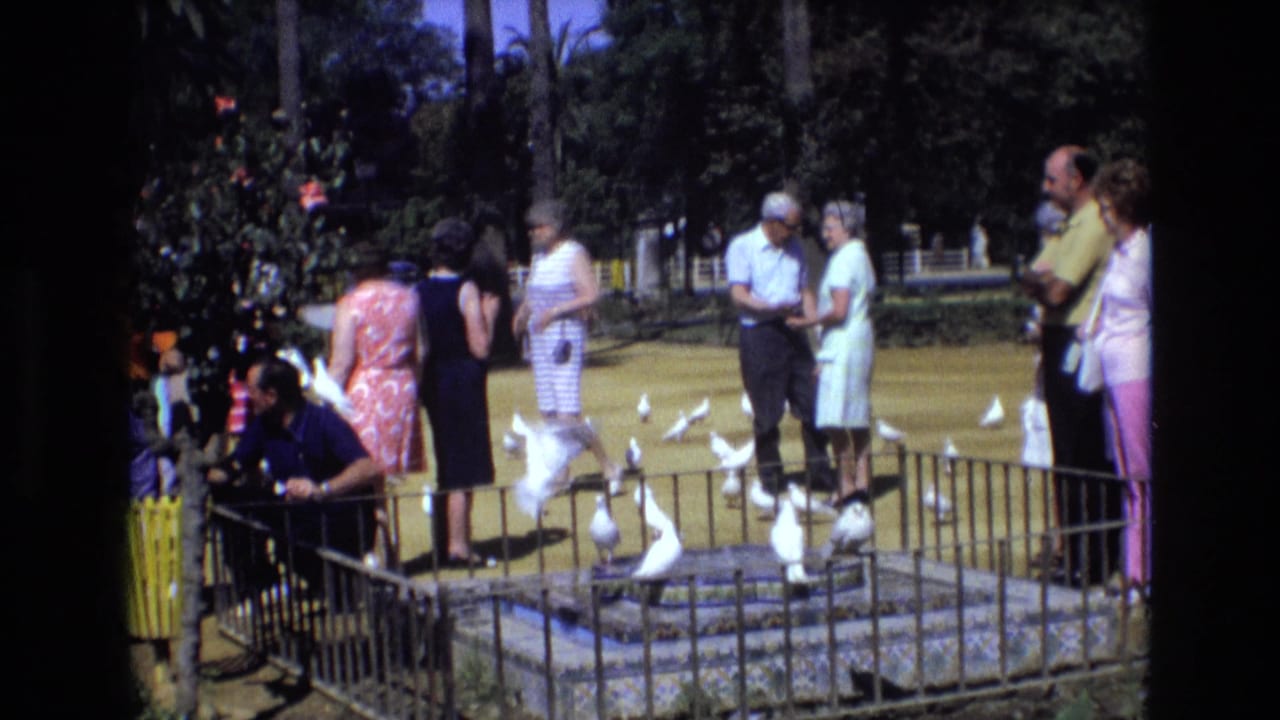 A park group watches white pigeons around a fenced fountain as birds move across the ground.