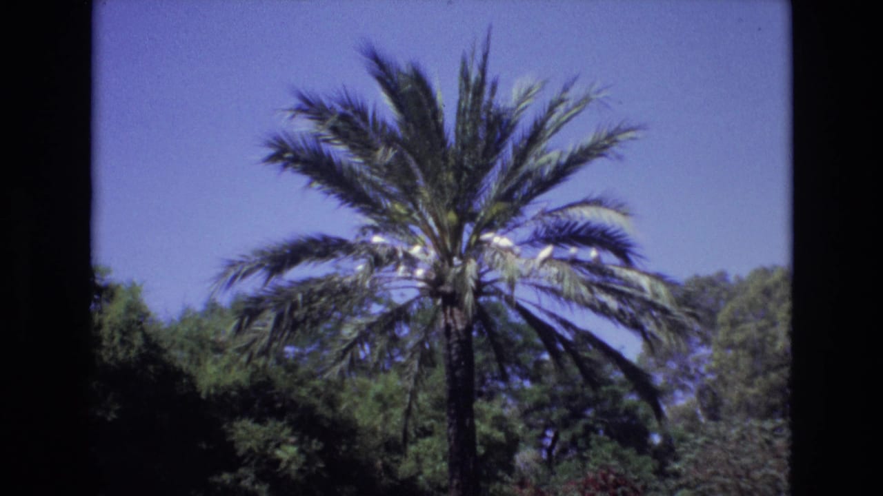 1972 Spain 8mm frame of a tall palm tree rising above shaded green trees under a bright blue sky.