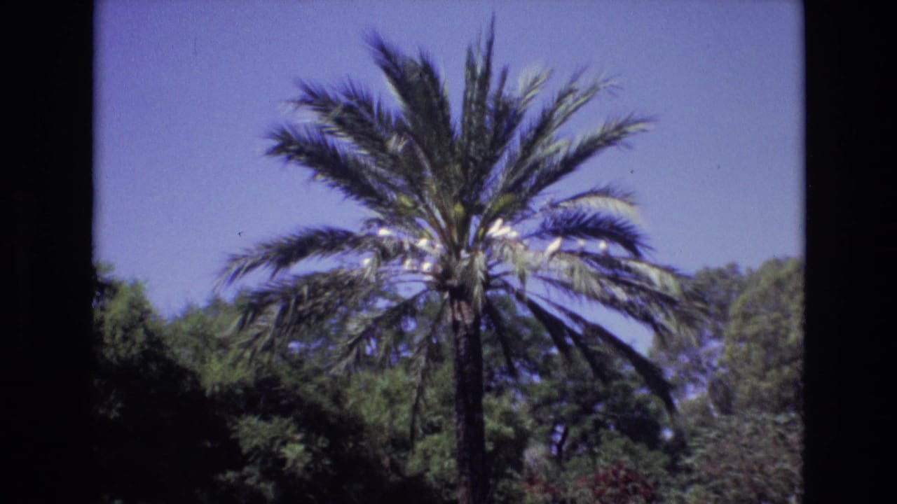 Palm tree centered above dense trees beneath a clear sky.