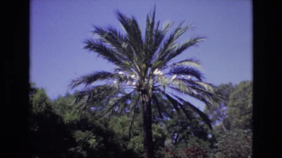 1972 Spain home-movie frame showing a palm tree with wind-swept fronds over a dense green landscape.